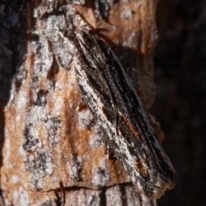 Ardozyga undescribed species nr amblopis at Hughes, ACT - 1 Sep 2019 09:05 AM