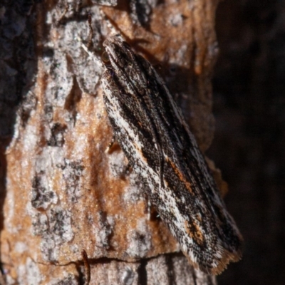 Ardozyga undescribed species nr amblopis (A Gelechioid moth) at Hughes, ACT - 1 Sep 2019 by rawshorty