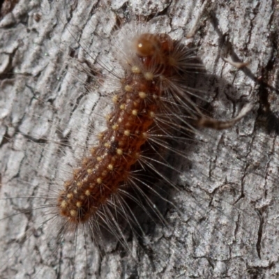 Uraba lugens (Gumleaf Skeletonizer) at Hughes, ACT - 31 Aug 2019 by rawshorty