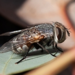 Tachinidae (family) (Unidentified Bristle fly) at Hughes, ACT - 1 Sep 2019 by rawshorty