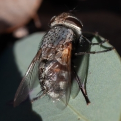 Tachinidae (family) at Hughes, ACT - 1 Sep 2019 09:10 AM