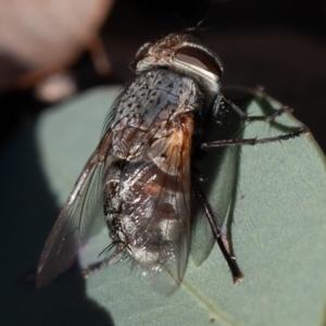 Tachinidae (family) at Hughes, ACT - 1 Sep 2019