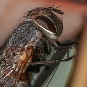 Tachinidae (family) at Hughes, ACT - 1 Sep 2019 09:10 AM