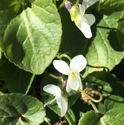 Viola odorata (Sweet Violet, Common Violet) at Lyons, ACT - 1 Sep 2019 by RWPurdie
