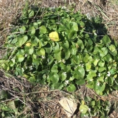 Viola odorata at Lyons, ACT - 1 Sep 2019