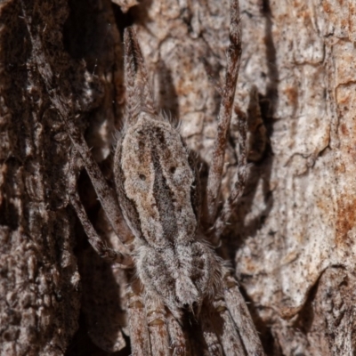 Tamopsis fickerti (Two-tailed spider) at Red Hill to Yarralumla Creek - 1 Sep 2019 by rawshorty