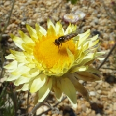 Melangyna viridiceps (Hover fly) at Sth Tablelands Ecosystem Park - 1 Sep 2019 by AndyRussell