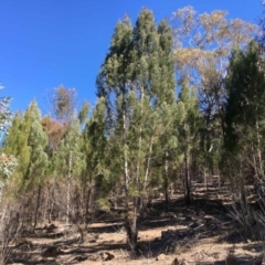 Callitris endlicheri (Black Cypress Pine) at Oakey Hill - 31 Aug 2019 by RWPurdie