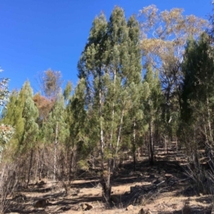 Callitris endlicheri at Lyons, ACT - 1 Sep 2019 12:00 AM