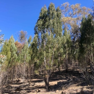 Callitris endlicheri (Black Cypress Pine) at Oakey Hill - 31 Aug 2019 by RWPurdie