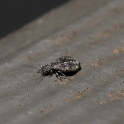 Psocodea 'Psocoptera' sp. (order) (Unidentified plant louse) at Hackett, ACT - 28 Aug 2019 by TimL