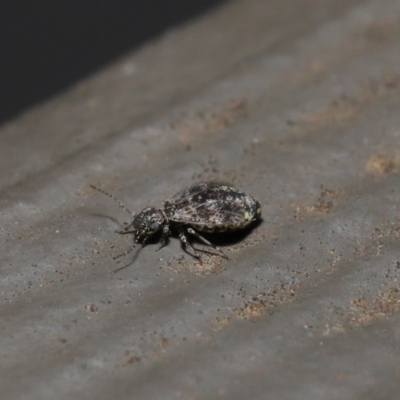 Psocodea 'Psocoptera' sp. (order) (Unidentified plant louse) at Hackett, ACT - 28 Aug 2019 by TimL