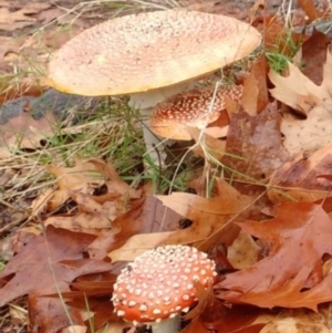 Amanita muscaria at Watson, ACT - 29 May 2019 09:18 AM