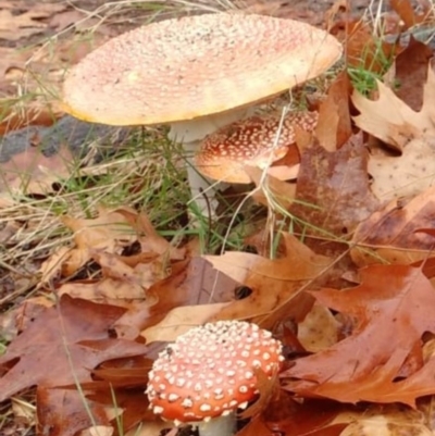 Amanita muscaria (Fly Agaric) at Watson, ACT - 29 May 2019 by KimPullen