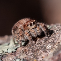 Servaea sp. (genus) (Unidentified Servaea jumping spider) at Stromlo, ACT - 1 Sep 2019 by rawshorty