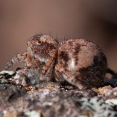 Servaea sp. (genus) at Stromlo, ACT - 1 Sep 2019