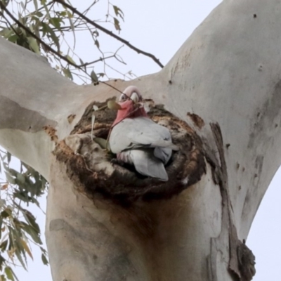 Eolophus roseicapilla (Galah) at Lake George, NSW - 31 Aug 2019 by AlisonMilton