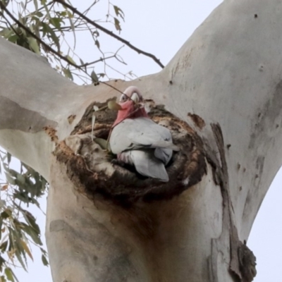 Eolophus roseicapilla (Galah) at Lake George, NSW - 30 Aug 2019 by AlisonMilton