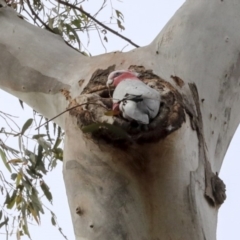 Eolophus roseicapilla at Lake George, NSW - 31 Aug 2019