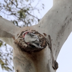 Eolophus roseicapilla at Lake George, NSW - 31 Aug 2019