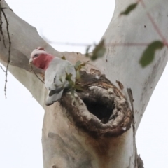 Eolophus roseicapilla at Lake George, NSW - 31 Aug 2019 09:49 AM