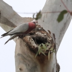 Eolophus roseicapilla at Lake George, NSW - 31 Aug 2019 09:49 AM