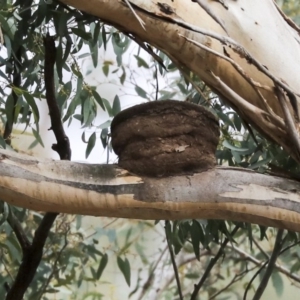 Corcorax melanorhamphos at Lake George, NSW - 31 Aug 2019 10:08 AM