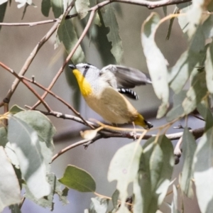 Pardalotus punctatus at Lake George, NSW - 31 Aug 2019