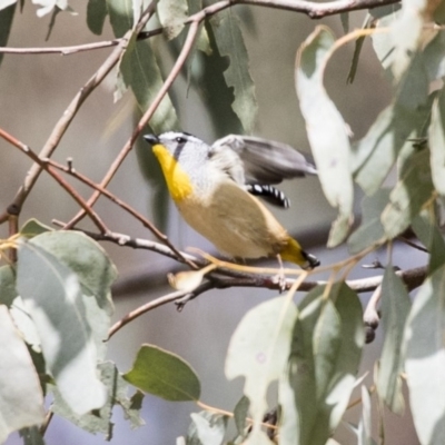 Pardalotus punctatus (Spotted Pardalote) at Lake George, NSW - 31 Aug 2019 by AlisonMilton