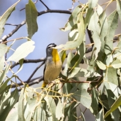 Pardalotus punctatus at Lake George, NSW - 31 Aug 2019