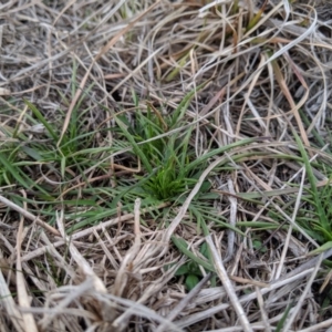 Eryngium ovinum at Molonglo River Reserve - 1 Sep 2019 04:24 PM