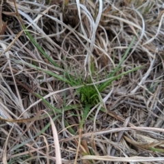 Eryngium ovinum at Molonglo River Reserve - 1 Sep 2019 04:24 PM