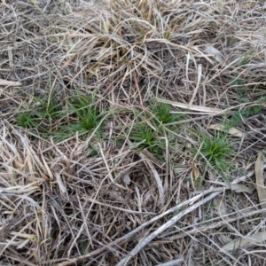 Eryngium ovinum at Molonglo River Reserve - 1 Sep 2019 04:24 PM