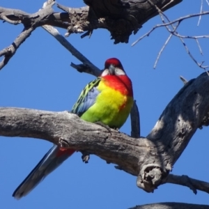 Platycercus eximius at O'Malley, ACT - 1 Sep 2019 10:01 AM