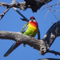 Platycercus eximius (Eastern Rosella) at O'Malley, ACT - 1 Sep 2019 by Mike