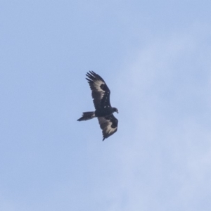 Aquila audax at Lake George, NSW - 31 Aug 2019 10:47 AM