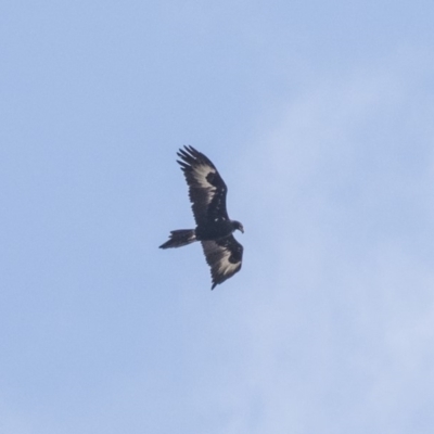 Aquila audax (Wedge-tailed Eagle) at Lake George, NSW - 31 Aug 2019 by Alison Milton
