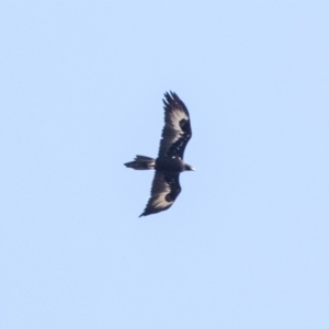 Aquila audax at Lake George, NSW - 31 Aug 2019 10:47 AM