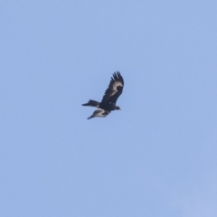 Aquila audax at Lake George, NSW - 31 Aug 2019 10:47 AM