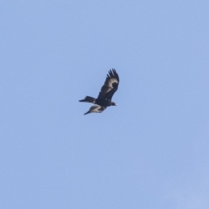 Aquila audax at Lake George, NSW - 31 Aug 2019 10:47 AM