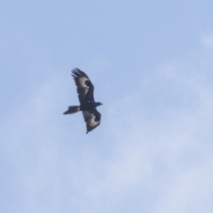 Aquila audax at Lake George, NSW - 31 Aug 2019 10:47 AM