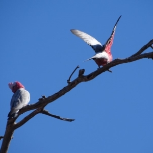 Eolophus roseicapilla at O'Malley, ACT - 1 Sep 2019 10:02 AM