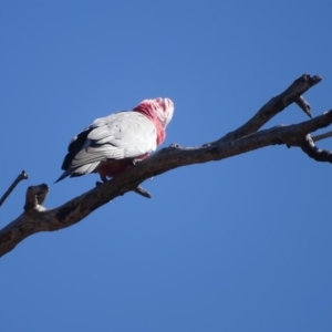 Eolophus roseicapilla at O'Malley, ACT - 1 Sep 2019