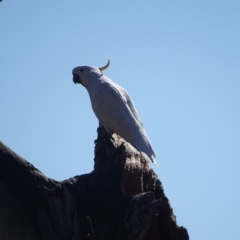 Cacatua galerita (Sulphur-crested Cockatoo) at O'Malley, ACT - 1 Sep 2019 by Mike