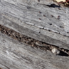 Papyrius nitidus (Shining Coconut Ant) at Mount Mugga Mugga - 1 Sep 2019 by Mike
