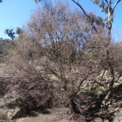 Salix matsudana (Tortured Willow) at O'Malley, ACT - 1 Sep 2019 by Mike