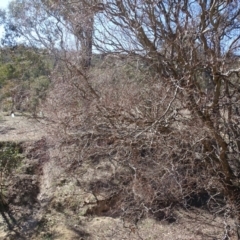 Salix matsudana at O'Malley, ACT - 1 Sep 2019