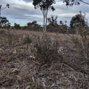 Cryptandra amara at Molonglo River Reserve - 1 Sep 2019 04:19 PM