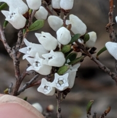 Cryptandra amara at Molonglo River Reserve - 1 Sep 2019 04:19 PM