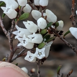 Cryptandra amara at Molonglo River Reserve - 1 Sep 2019